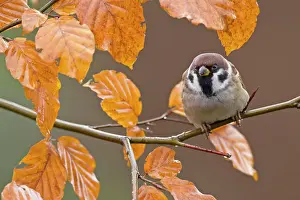 Drucke von Ein Traum von Farben: Ein adulter Baumspatz sitzt auf einem Zweig einer Buche, umgeben von den leuchtenden Tönen der Herbstfärbung März Drucke: Eiche mit Herbstlaub, auf der ein adultes Grünfink ( Passer montanus) sitzt.