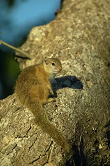 African Rodent Species Drucke: Tree Squirrel (Paraxerus cepapi) on branch