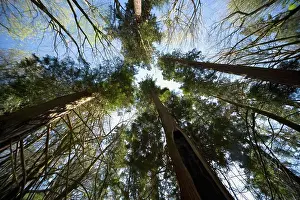 Low Angle Tree Photography Drucke: Trees From Low Angle