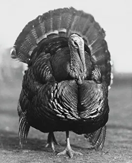 Animal In The Wild Drucke: Turkey walking on the ground