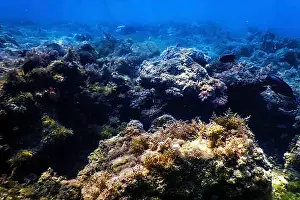 Deserted Underwater World Drucke: Underwater landscape reef with algae, Blue underwater background