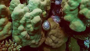 Wine Growing Regions Drucke: Unicellular organisms Bubble algae