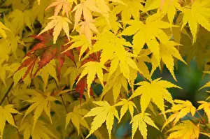 Maple Tree Fall Colors Drucke: USA, WASHINGTON STATE, MAPLE TREE IN FALL