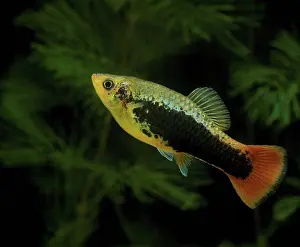 Tropical Freshwater Fish Drucke: Variable Platyfish Tuxedo