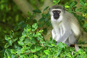 African Mammal Photos Drucke: Ververt Monkey (Cercopithecus aethiops)