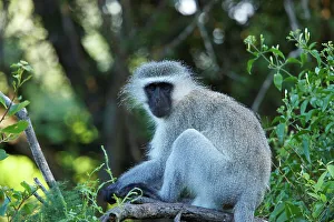 Protected Area In Africa Drucke: Ververt Monkey (Cercopithecus aethiops)