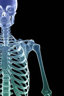 Drucke von Vorderansicht stilisierter Knochen des Schultergelenks, Rippenkorb und oberer linken Arm August Drucke: Vorderansicht stilisierter Knochen des Schultergelenks, Rippenkage und oberen linken Arms.