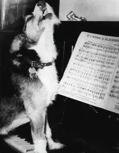 Singing Dog - Mack singt am Piano in seinem Haus in Kendal, Westmorland. Mack, ein 8-jähriger braun-weißer Kreuzterrier hat das Singen in seinem Alter aufgenommen.Er begann zu singen – und sehr angenehm dazu – etwa ein Jahr ago, sagte Macks Besitzer, der 55jährige Grünländer Fred Wilson aus Kendal, Westmorland. Er schien meine Stimme nicht zu mögen und dachte er könnte besser sein , ich denke.Jetzt wenn ich seinen Hals streichle und anfangen zu singen , wirft Mack den Kopf zurück und zwitschert süß weg.