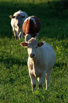 Drucke von Ein weißes Rind vor der Kamera schaut. Ein weißes Rind steht vor zwei anderen. Die Beiträge von Treibhausgasen zur Atmosphäre werden regelmäßig diskutiert Mai Drucke: Weisse Kuh schaut in die Kamera.