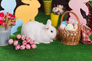 Easter Decoration Drucke: White rabbit in Easter decoration in horizontal orientation with selective focus