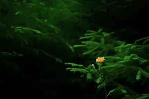 Drucke von Wilde Waldblume gegen immergrüne Äste, Zubin Potok, Kosovo Kosovo Drucke: Wilde Waldblume gegen immergrüne Zweige, Zubin Potok, Kosovo.