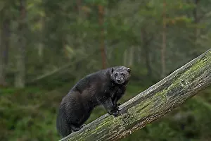 Drucke von Vielfraß Drucke: Wolverine print climbing fallen tree trunk