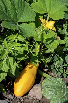 Garden Produce Photography Drucke: Yellow squash