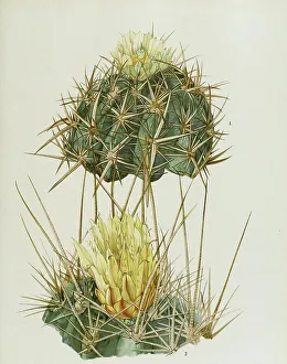 Handmade Crafts Drucke: 1. Ferocactus (Ferocactus rectispinus) viridescens