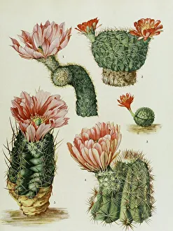 1.Schmetterling, 2.Lobiviana Cinnabarine