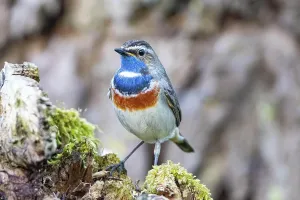 Chat Thrush Species Drucke: 12376272