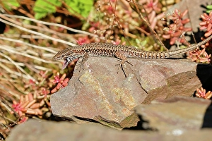 Central Europe Reptiles Drucke: 13498672