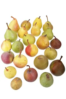 Pear Varieties Drucke: 24 different varieties of pears