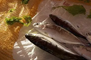 Palermo Market Drucke: 3 fish side by side on counter