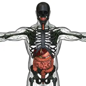 Human Digestive System Anatomy Drucke: 3D Illustration Concept of Human Digestive System Anatomy