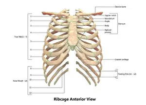 3D-Illustration-Konzept des menschlichen Skelettsystems Rippenkorb beschrieben mit Etiketten Anatomie