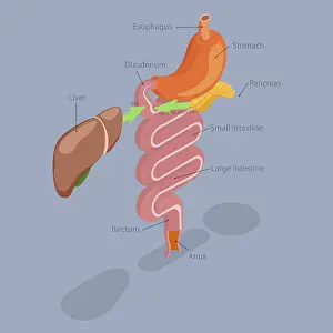 Human Digestive System Drucke: 3D Isometric Flat Illustration of Human Digestive System