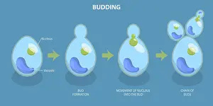 Conceptual Symbolism Drucke: 3D Isometric Flat Vector Conceptual Illustration of Budding Process