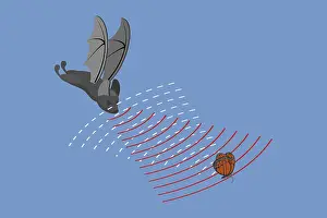 Animal Behaviour Study Drucke: 3D Isometric Flat Vector Conceptual Illustration of Echolocation