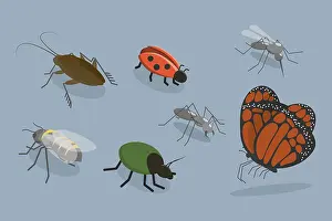 Outdoor Wildlife Photography Drucke: 3D Isometric Flat Vector Set of Insects
