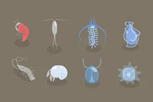 Natural Scientific Images Drucke: 3D Isometric Flat Vector Set of Varieties Of Plankton