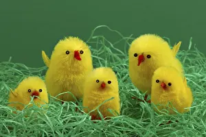 Easter Chicks Drucke: 5 Easter chicks on Easter grass