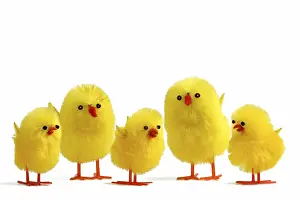 Springtime Decoration Drucke: 5 Easter chicks on white