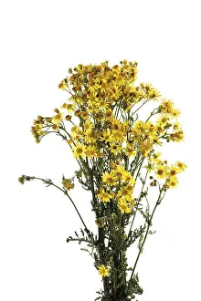 Indoor Leafy Plants Drucke: #50522669