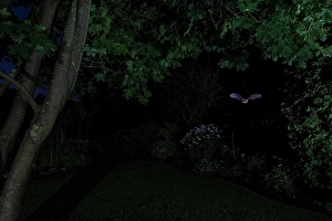 Bat Wildlife Photography Drucke: 5372069