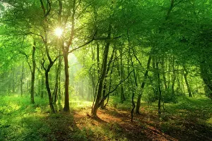 Atmospheric Light In Germany Drucke: 5792749