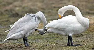 Couple In Nature Drucke: 58kt2EHLLz4