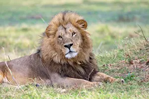African Big Cat Photography Drucke: 7194028