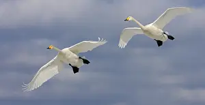 Bird Photography No People Drucke: 7qaOk0OwsIY