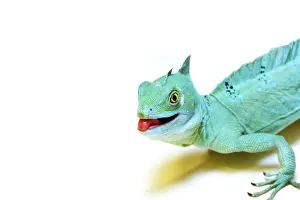Wild Lizard Photography Drucke: 80u7VAtkc2k