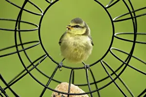 Birdseed Feeding Station Drucke: 8417777