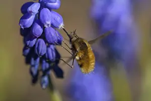 Grape Hyacinth Flowers Drucke: 8854038
