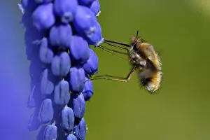 Grape Hyacinth Bloom Drucke: 8854039