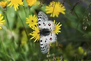 Swallowtail Butterfly Species Drucke: 8921495