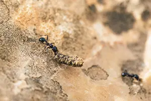 Hymenoptera Images Drucke: 8951565
