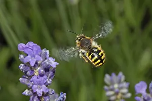European Wool Carder Bee Drucke: 9017585