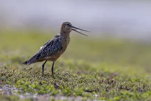 Nordic Wildlife Photography Drucke: 9032220
