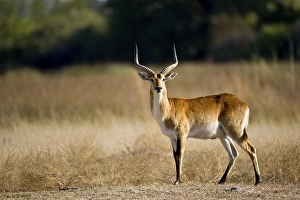 Botswanan Nature Reserve Drucke: 938777