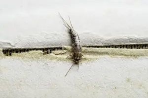 Insect Detail View Drucke: 9409726