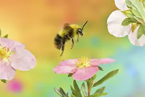 Bumblebee In Flight Drucke: 9667058