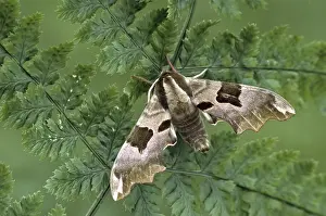 Butterfly Wildlife Photos Drucke: 9826442